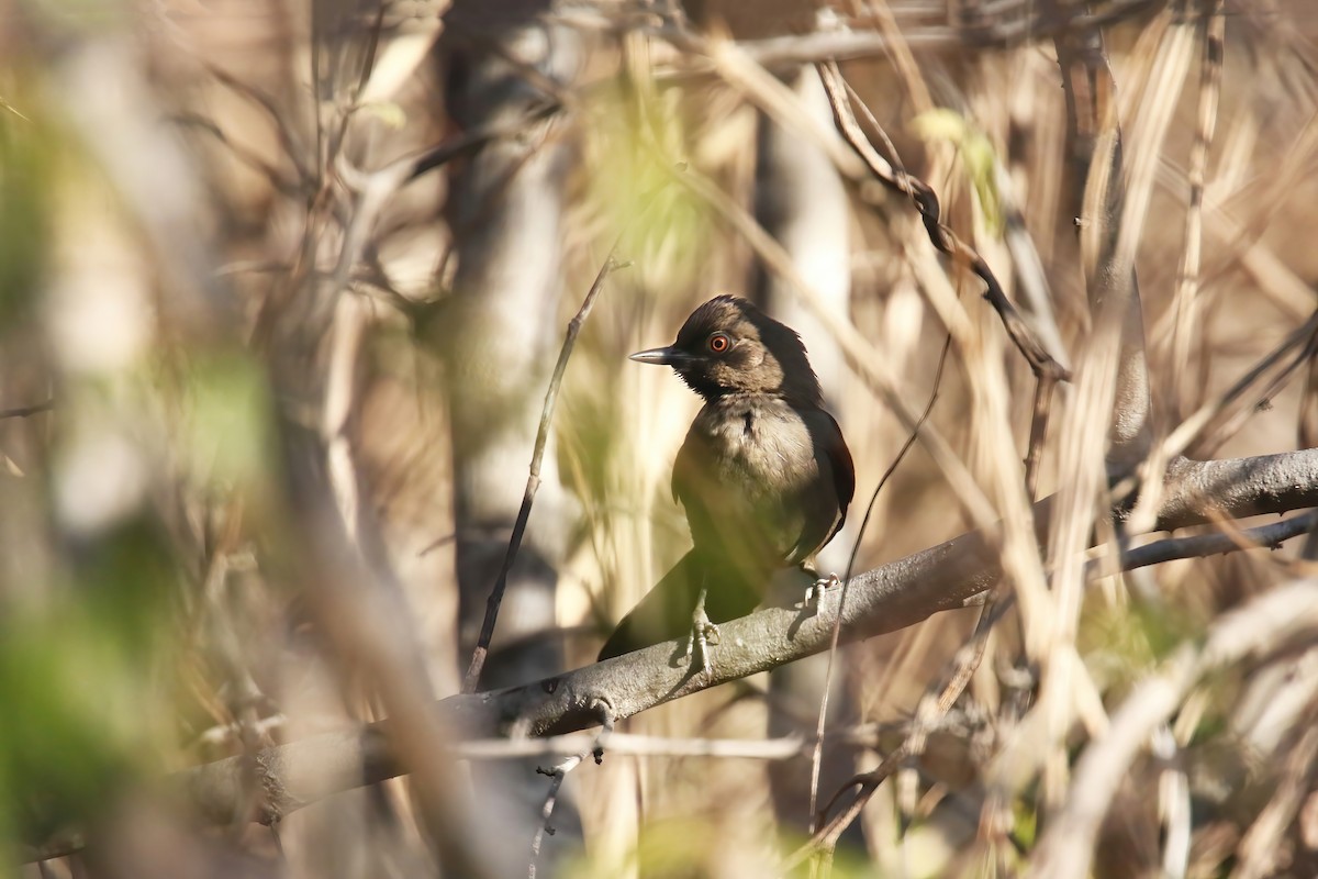 Red-shouldered Spinetail - ML615735345