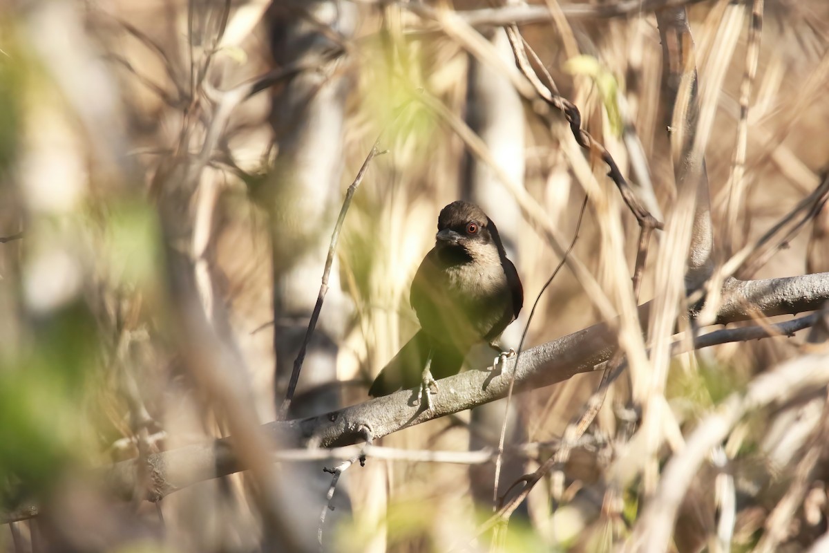 Red-shouldered Spinetail - ML615735346