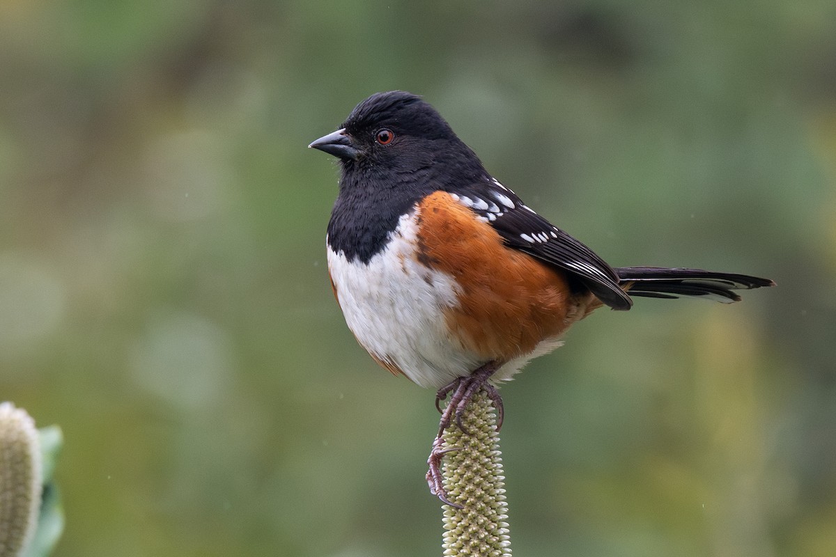 Spotted Towhee - ML615735396