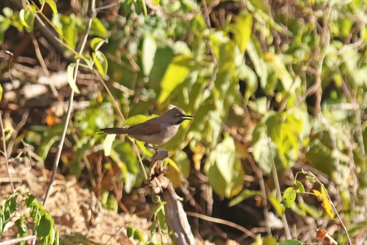 Red-shouldered Spinetail - ML615735458