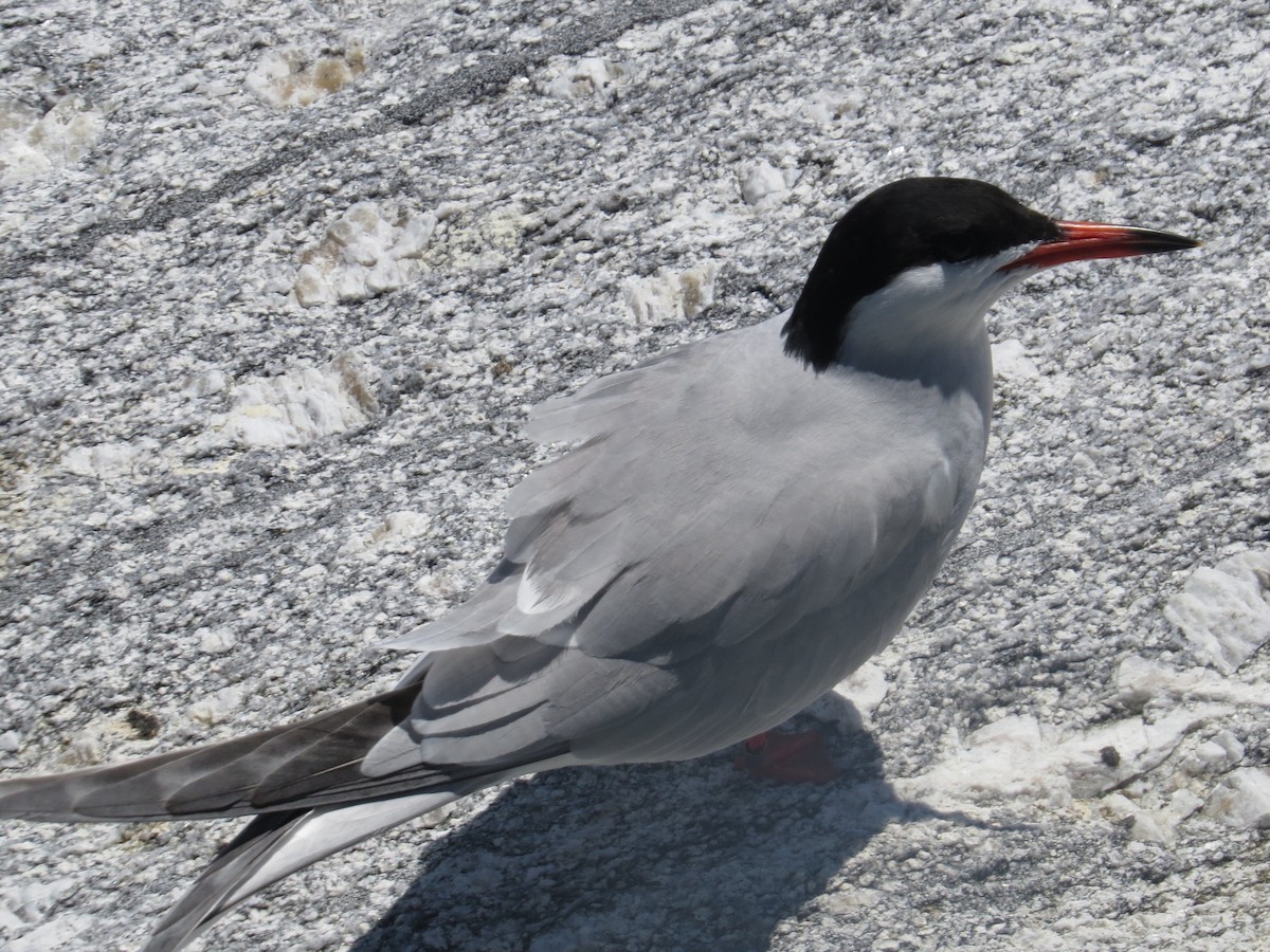Common Tern - ML61573551