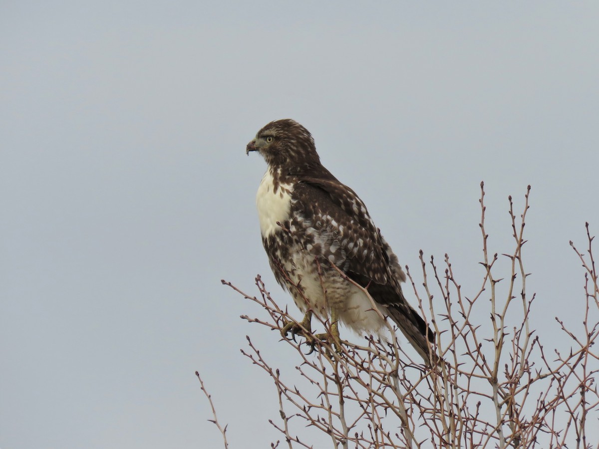 Red-tailed Hawk - ML615735532