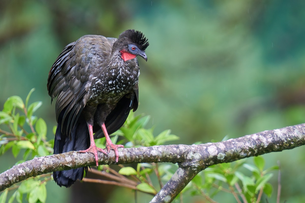 Crested Guan - ML615735538