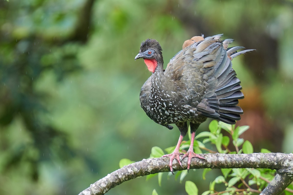 Crested Guan - Grigory Heaton