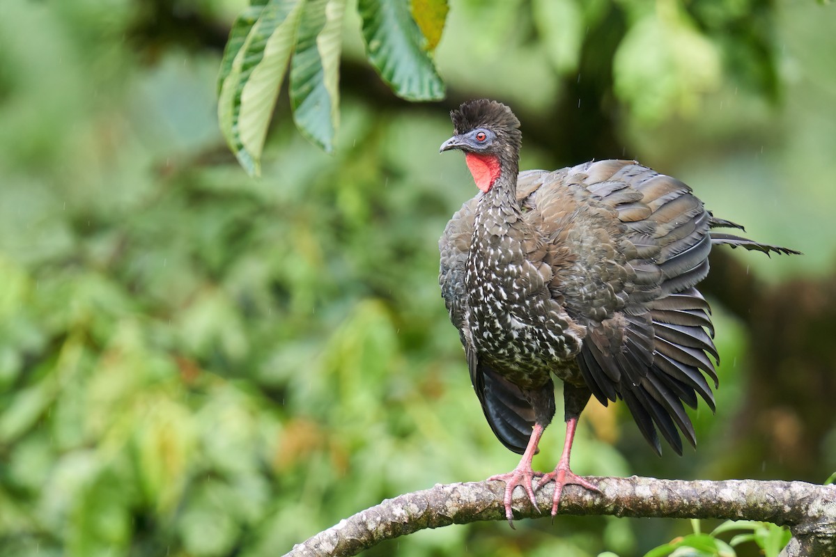 Crested Guan - ML615735540
