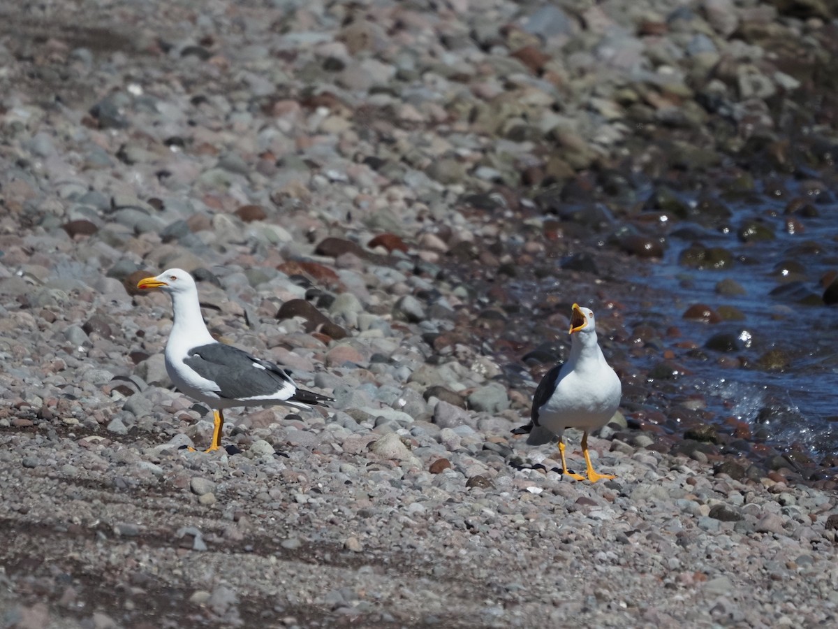 Yellow-footed Gull - ML615735635