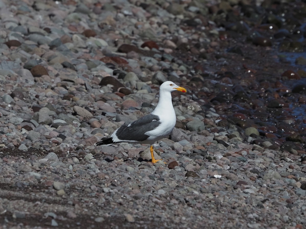 Yellow-footed Gull - Bryan Vroom