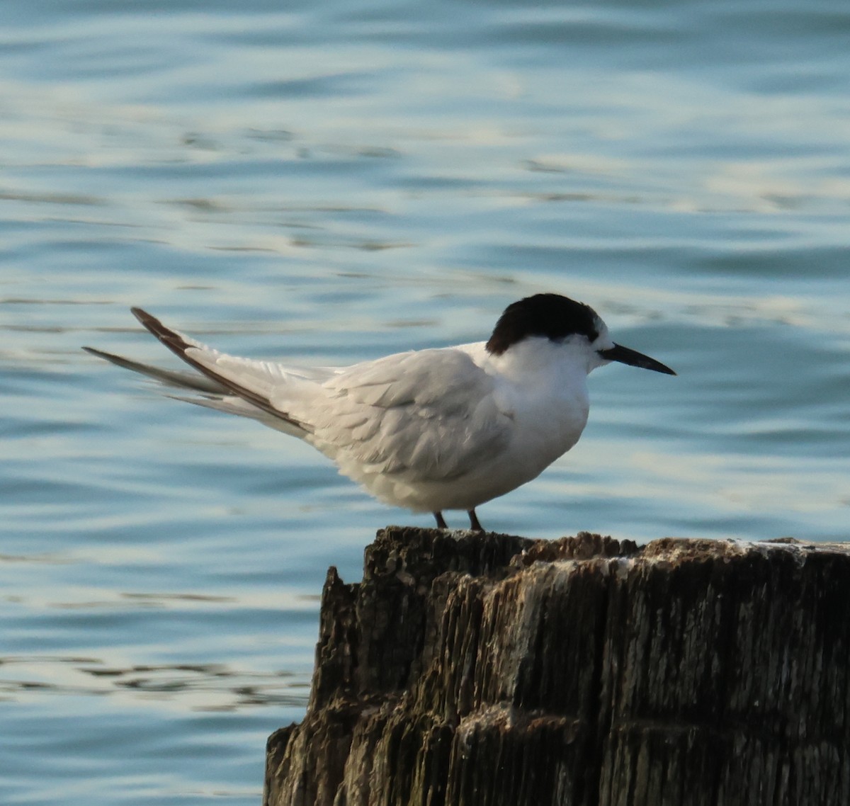 White-fronted Tern - ML615735733