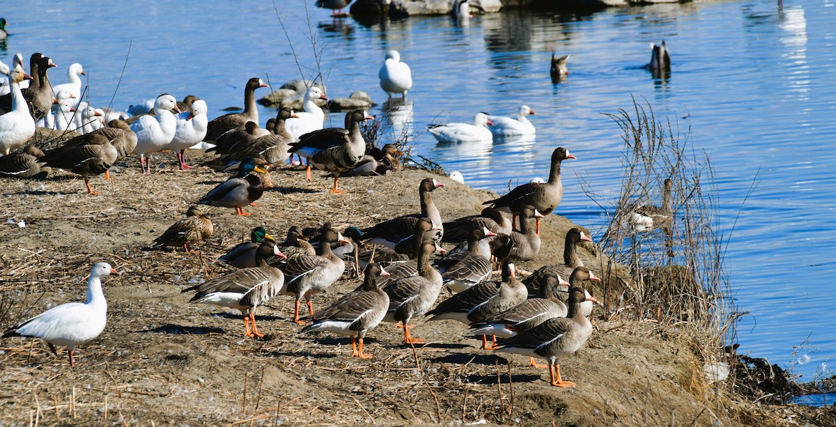 Greater White-fronted Goose - ML615735742