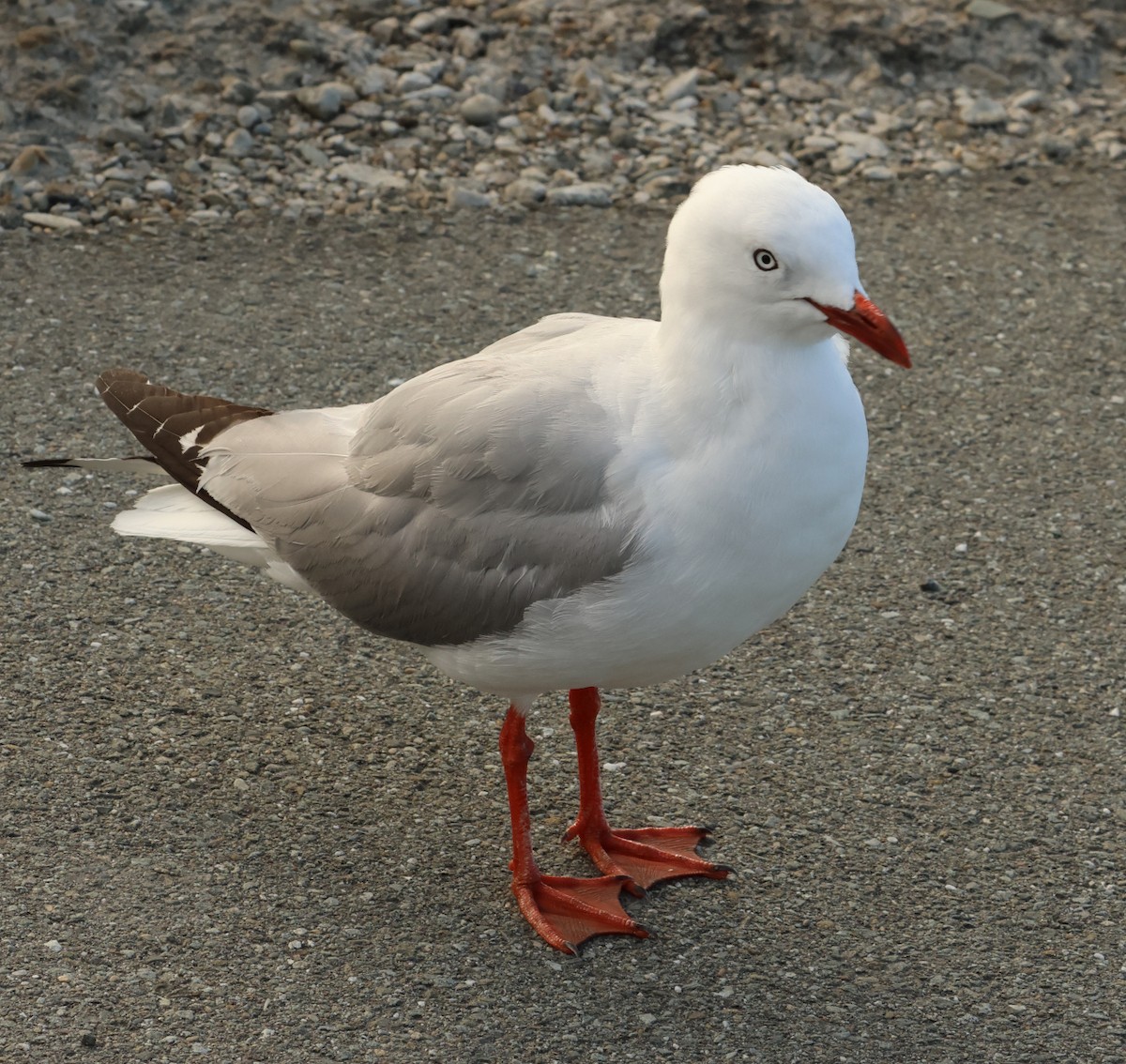 Silver Gull (Red-billed) - ML615735744