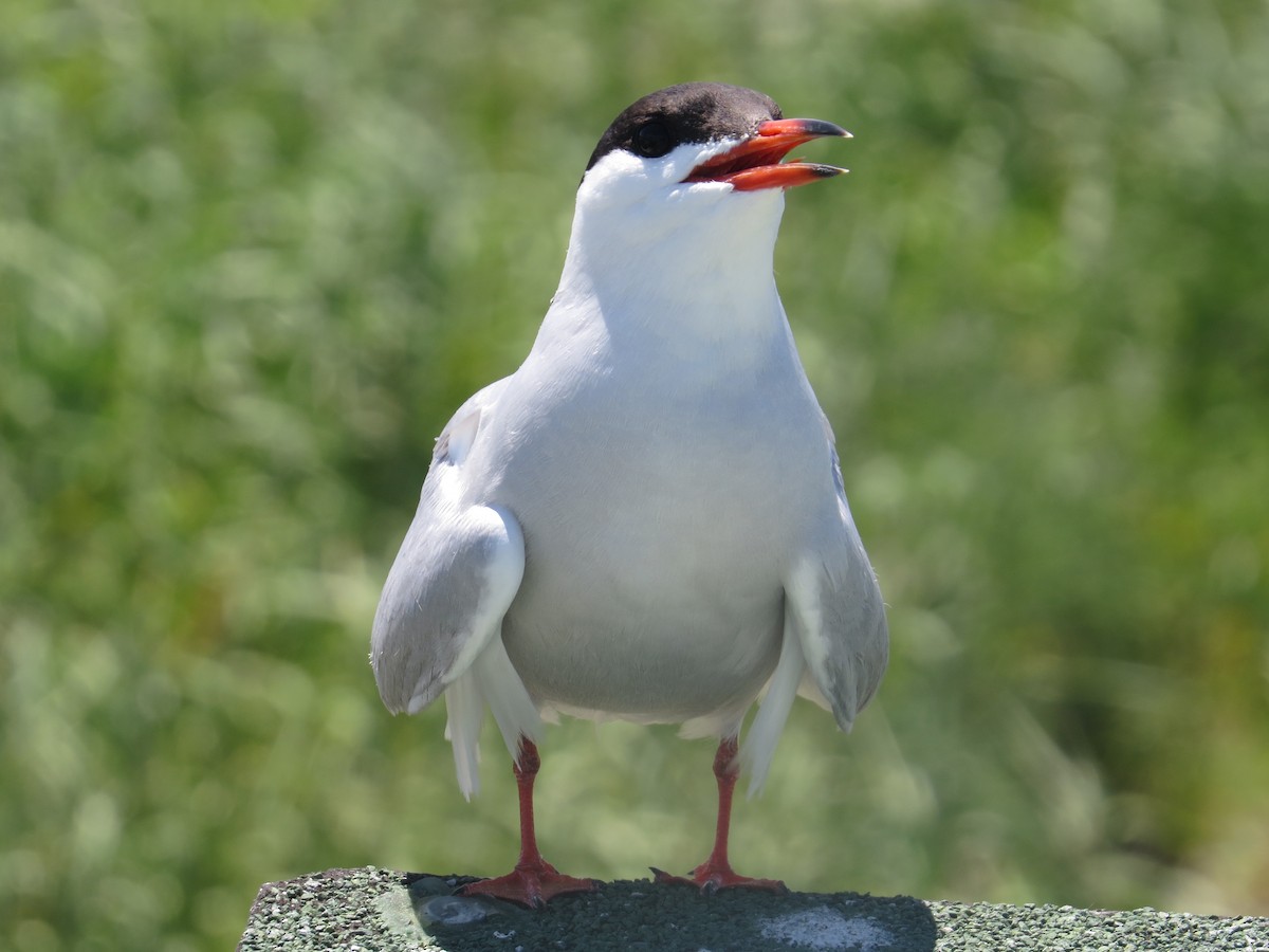 Common Tern - ML61573591