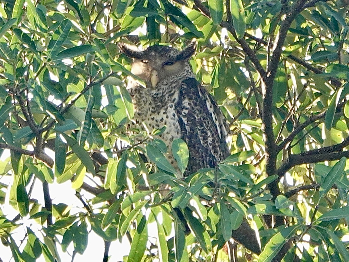 Spot-bellied Eagle-Owl - ML615736050