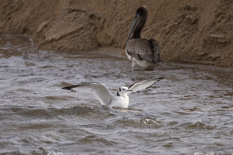 Santa Cruz CA US eBird