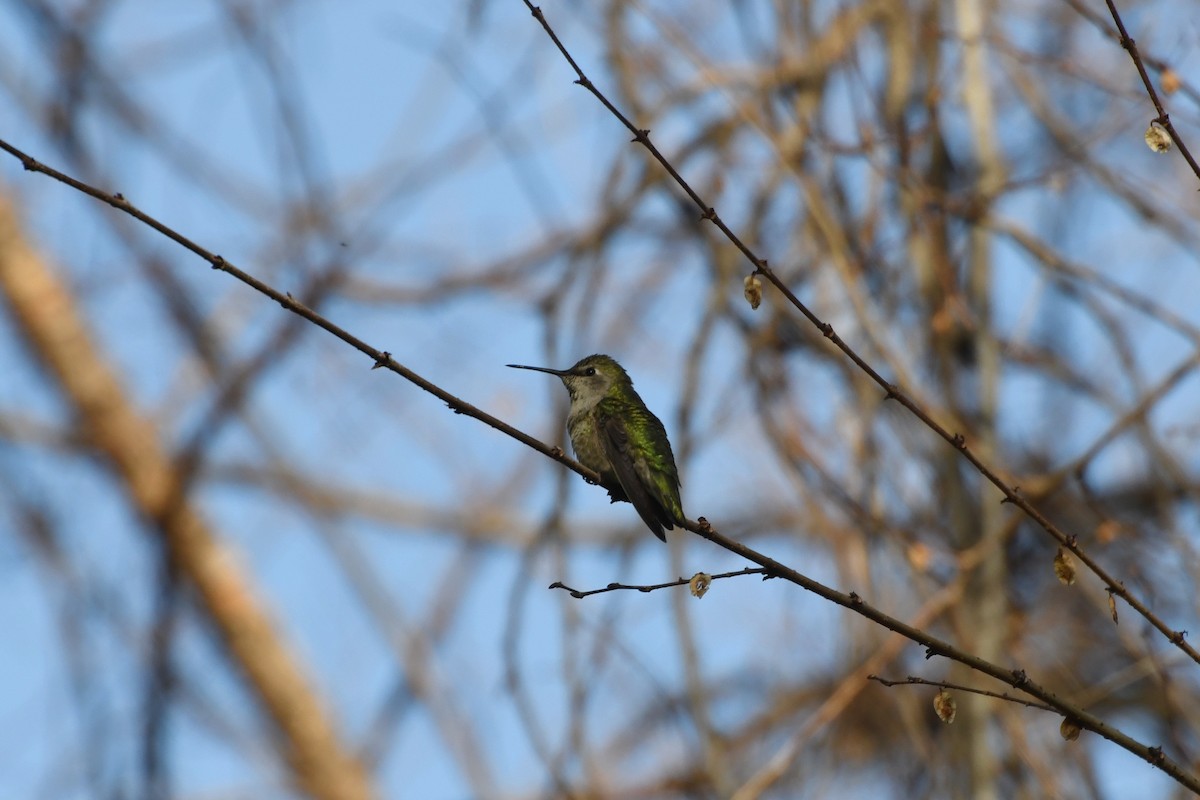 Anna's Hummingbird - ML615736476
