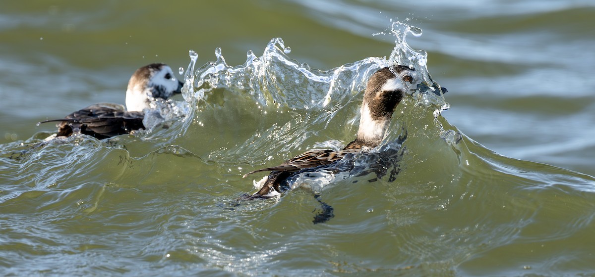 Long-tailed Duck - ML615736524
