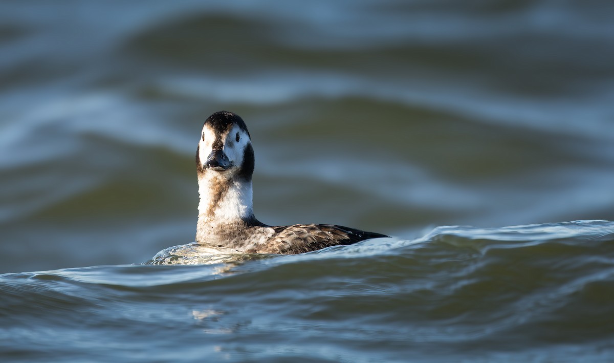 Long-tailed Duck - ML615736528