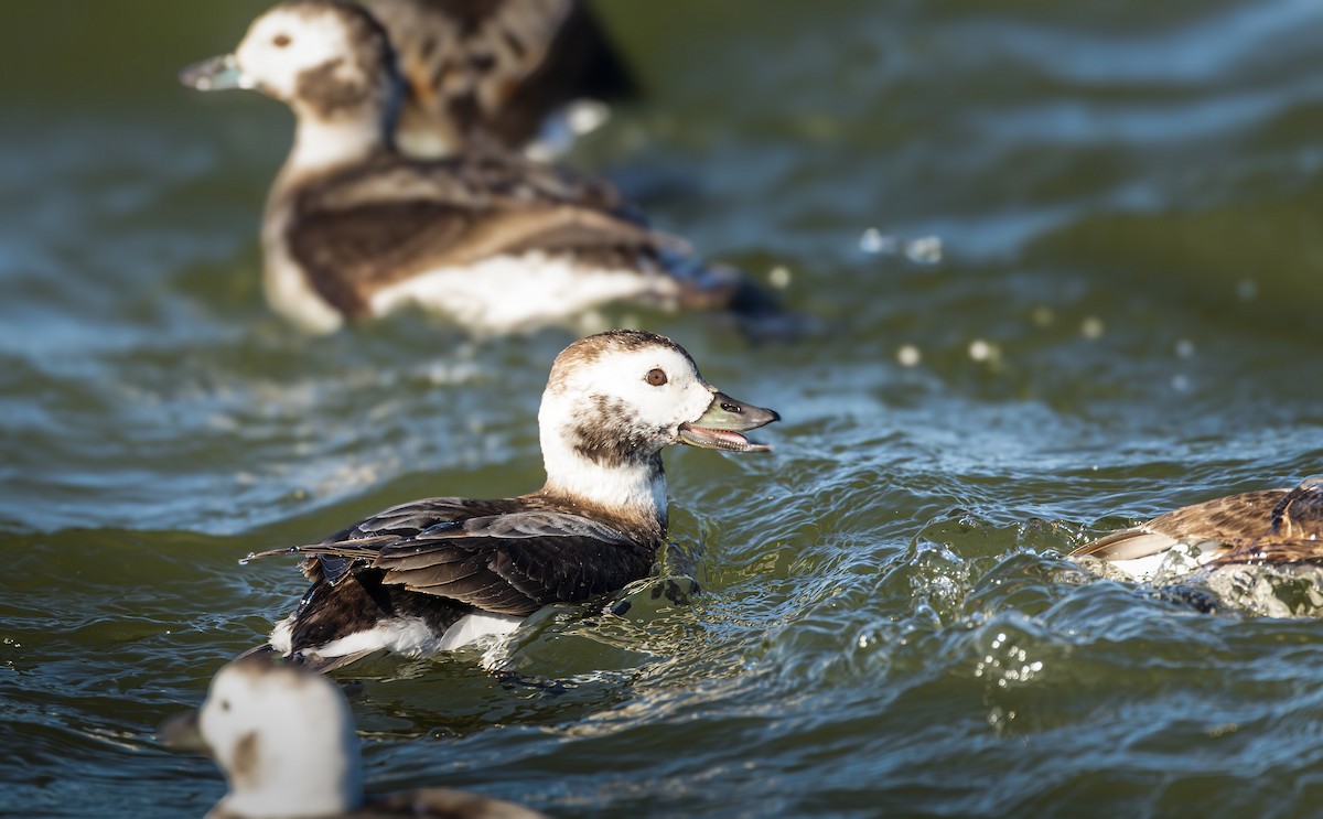 Long-tailed Duck - ML615736530