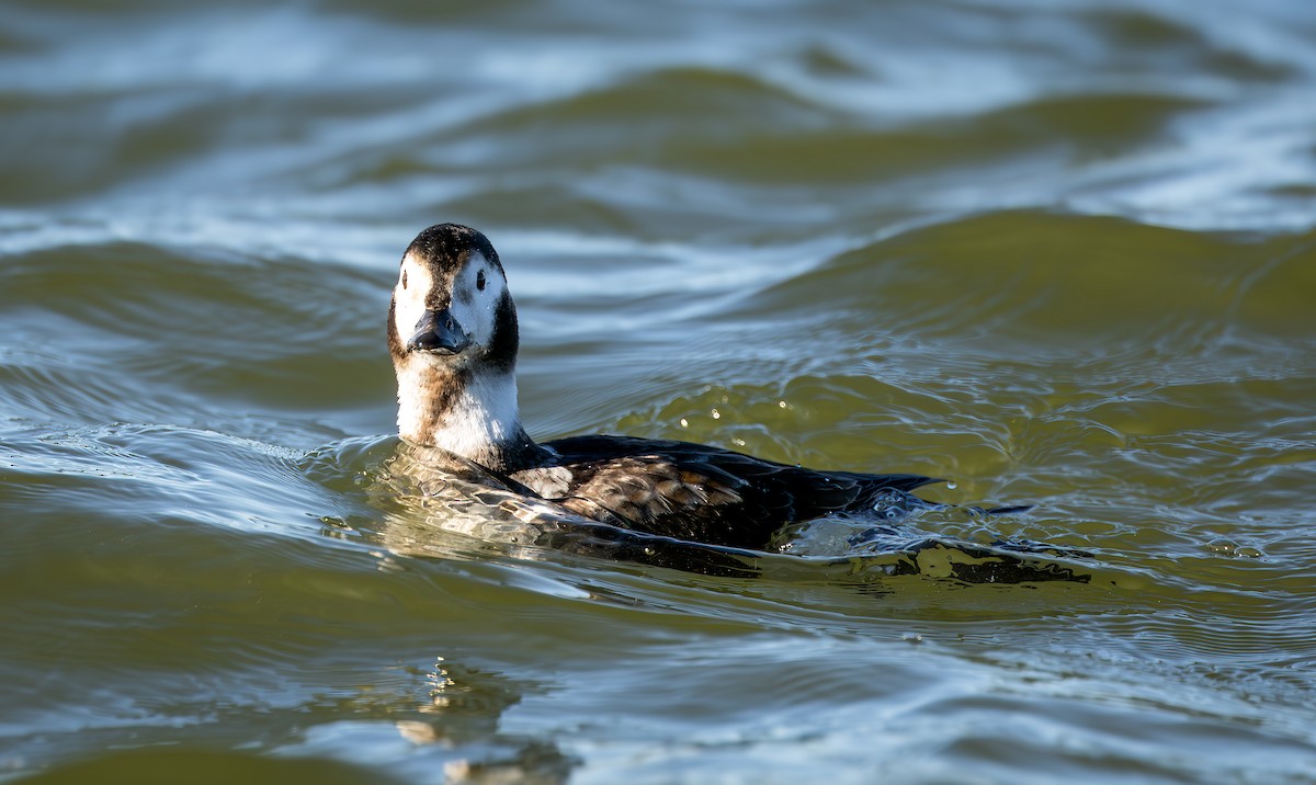 Long-tailed Duck - ML615736531