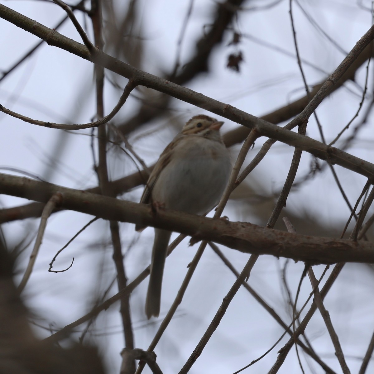 Clay-colored Sparrow - ML615736904