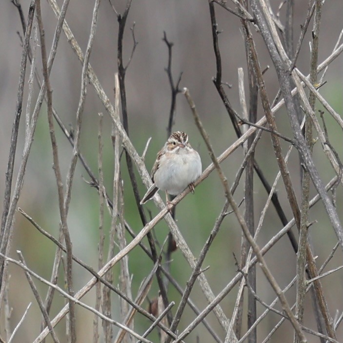 Clay-colored Sparrow - ML615736906