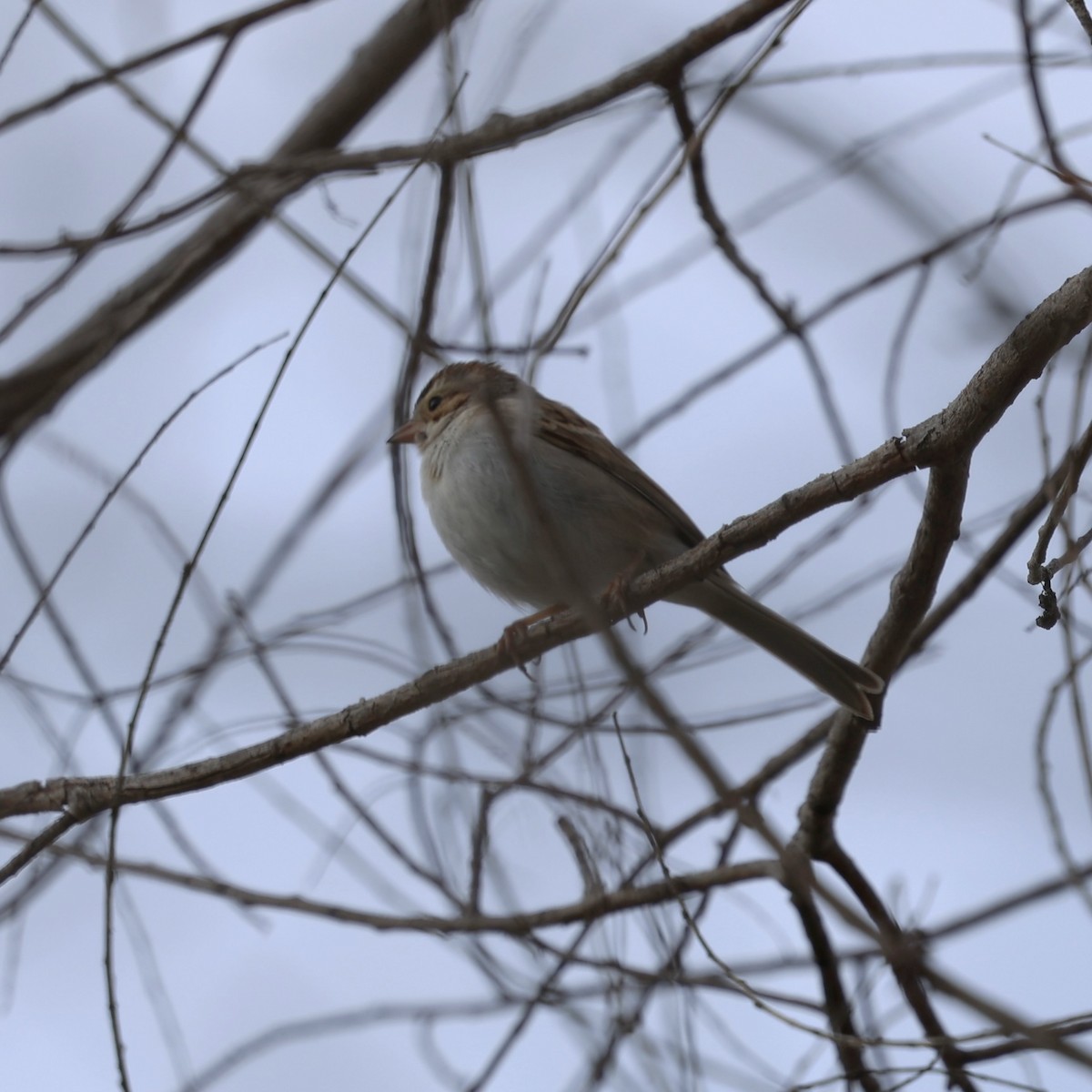 Clay-colored Sparrow - ML615736907