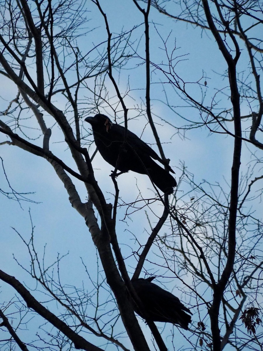 Large-billed Crow - ML615736951