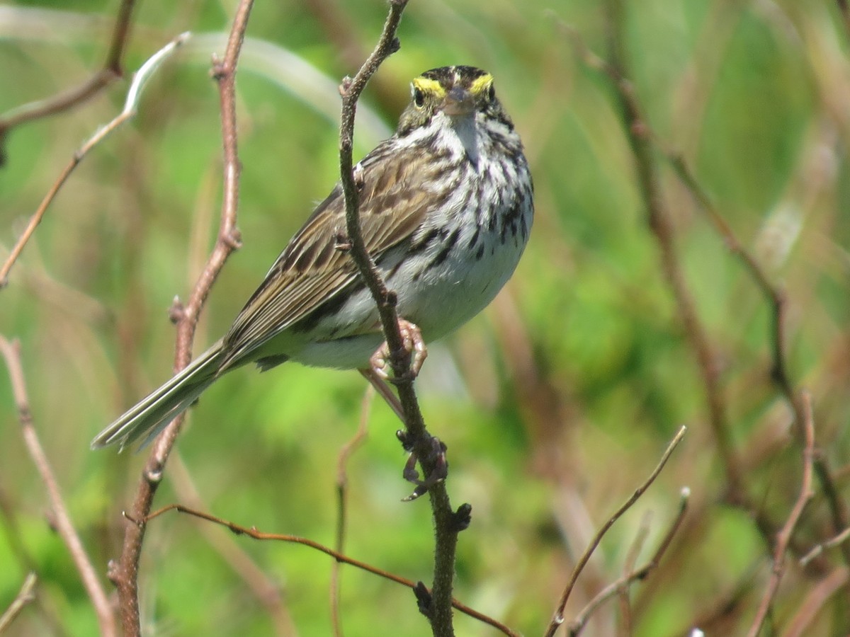 Savannah Sparrow - ML61573701