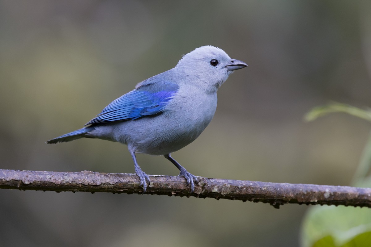 Blue-gray Tanager - Loni Ye