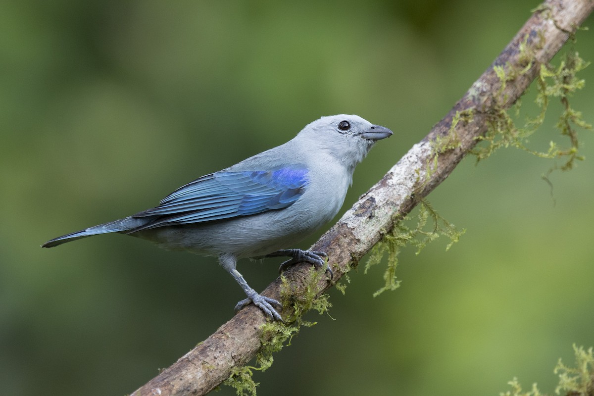 Blue-gray Tanager - ML615737123