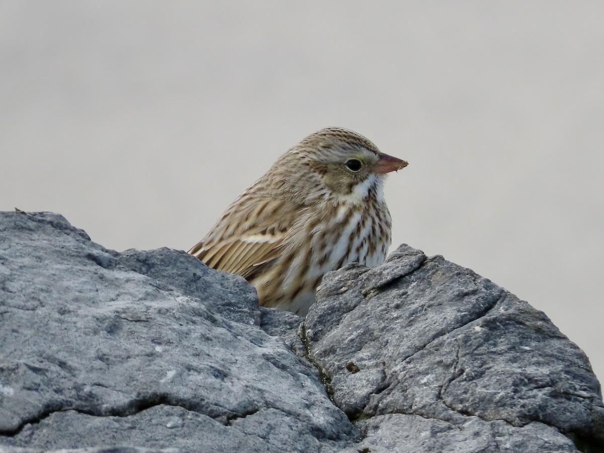 Savannah Sparrow - ML615737161