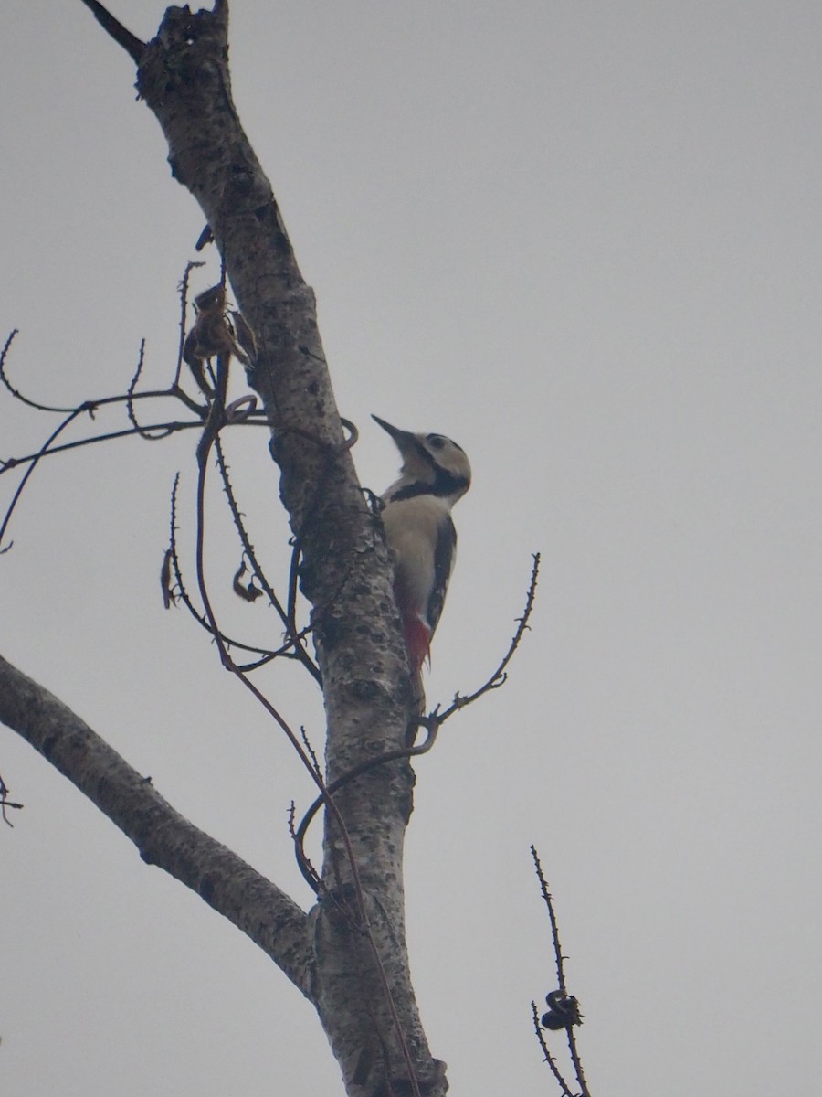 Great Spotted Woodpecker (japonicus) - ML615737177