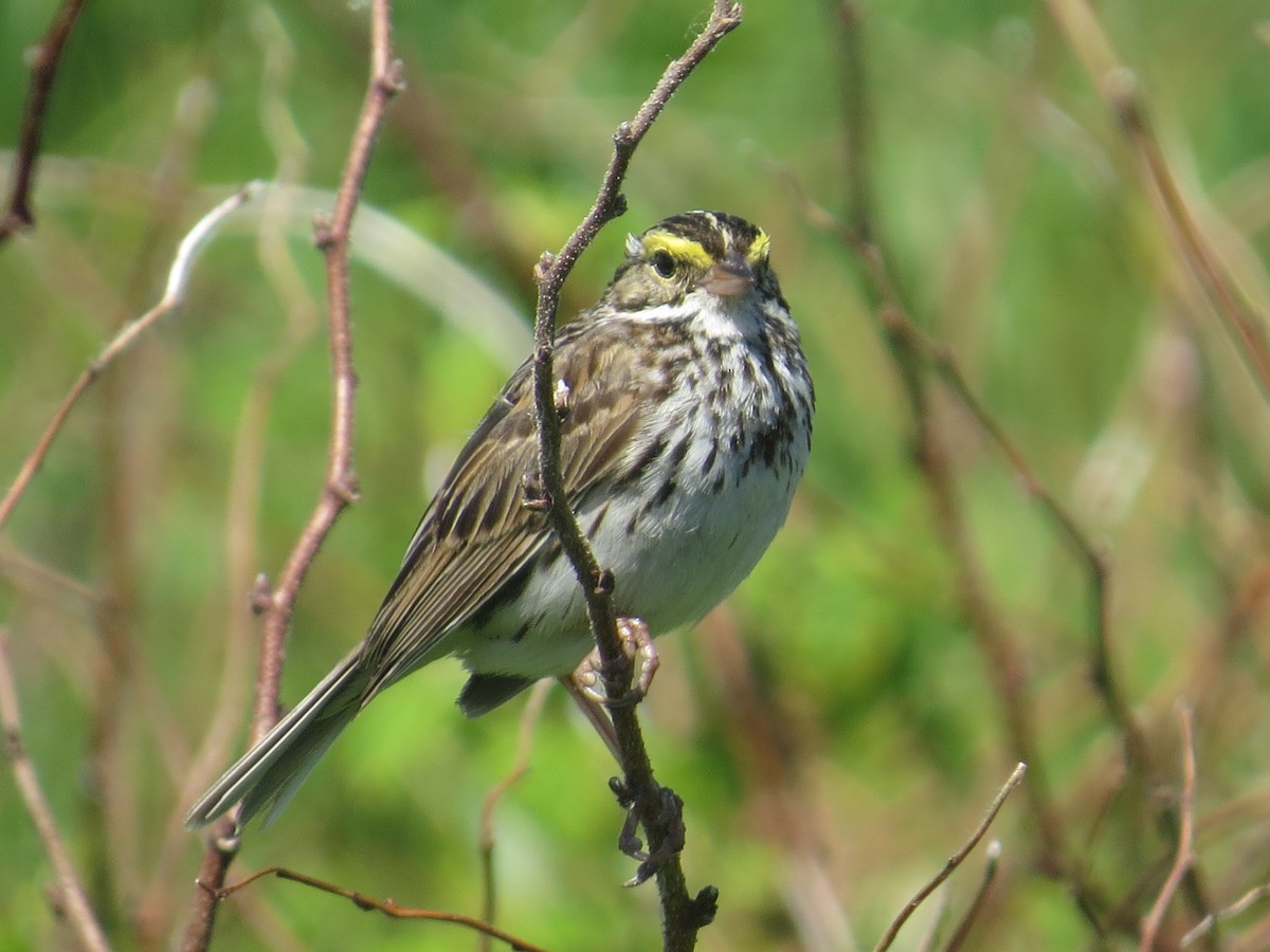 Savannah Sparrow - ML61573721