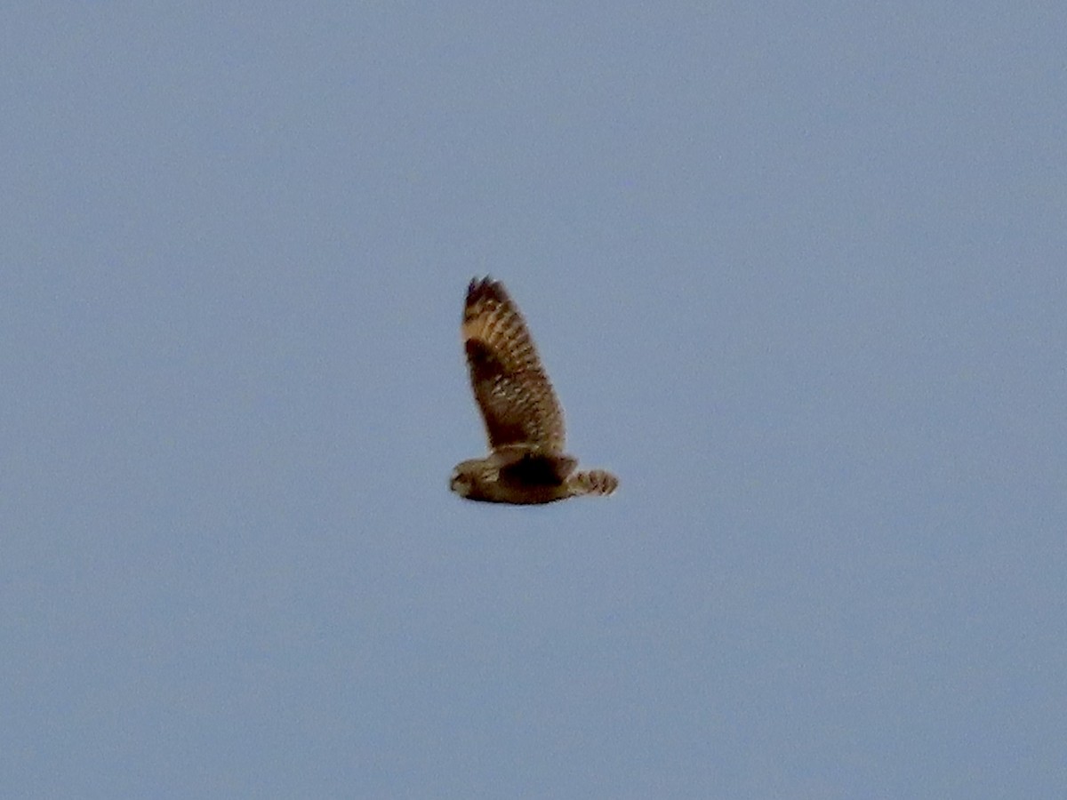 Short-eared Owl - ML615737278