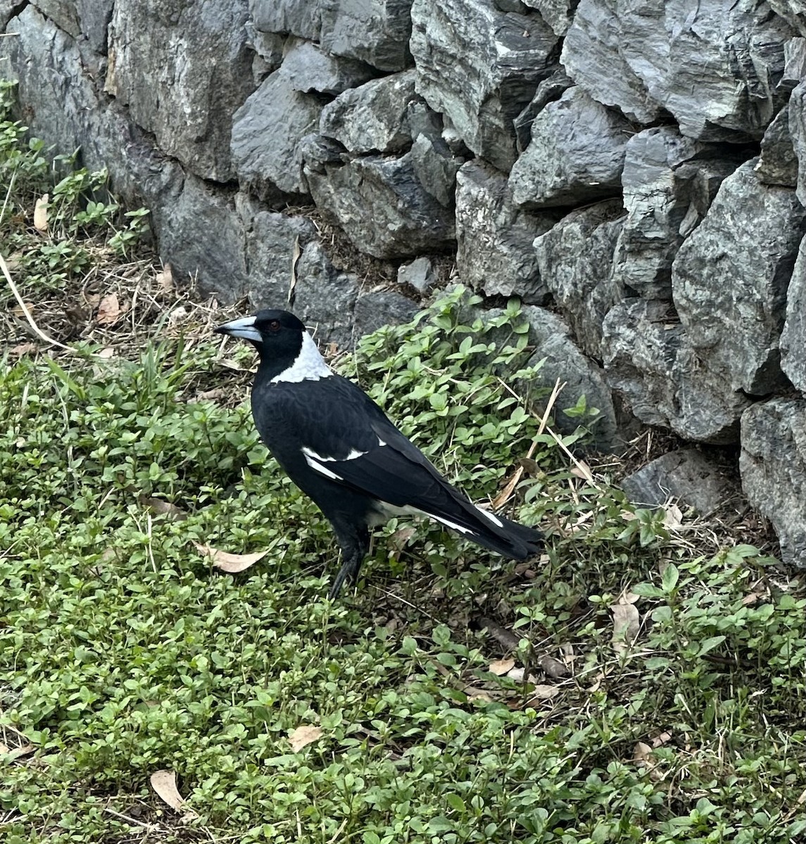 Australian Magpie (Black-backed) - ML615737471