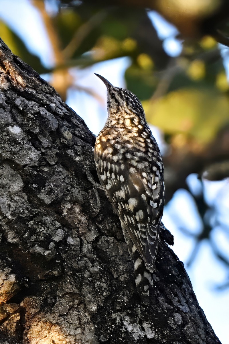 African Spotted Creeper - ML615737534