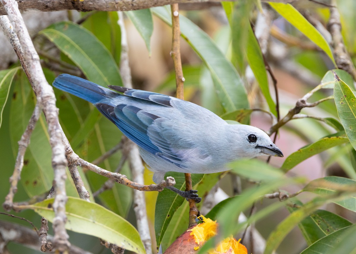 Blue-gray Tanager - ML615737760