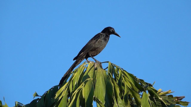 Great-tailed Grackle - ML615738128