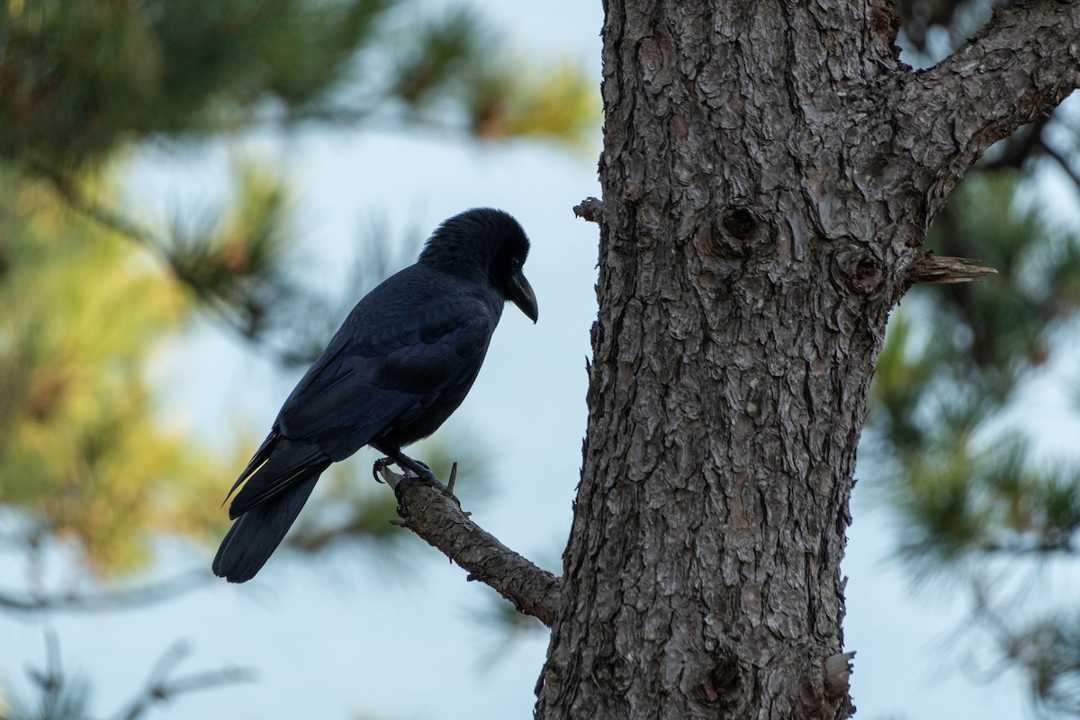 Large-billed Crow - ML615738187