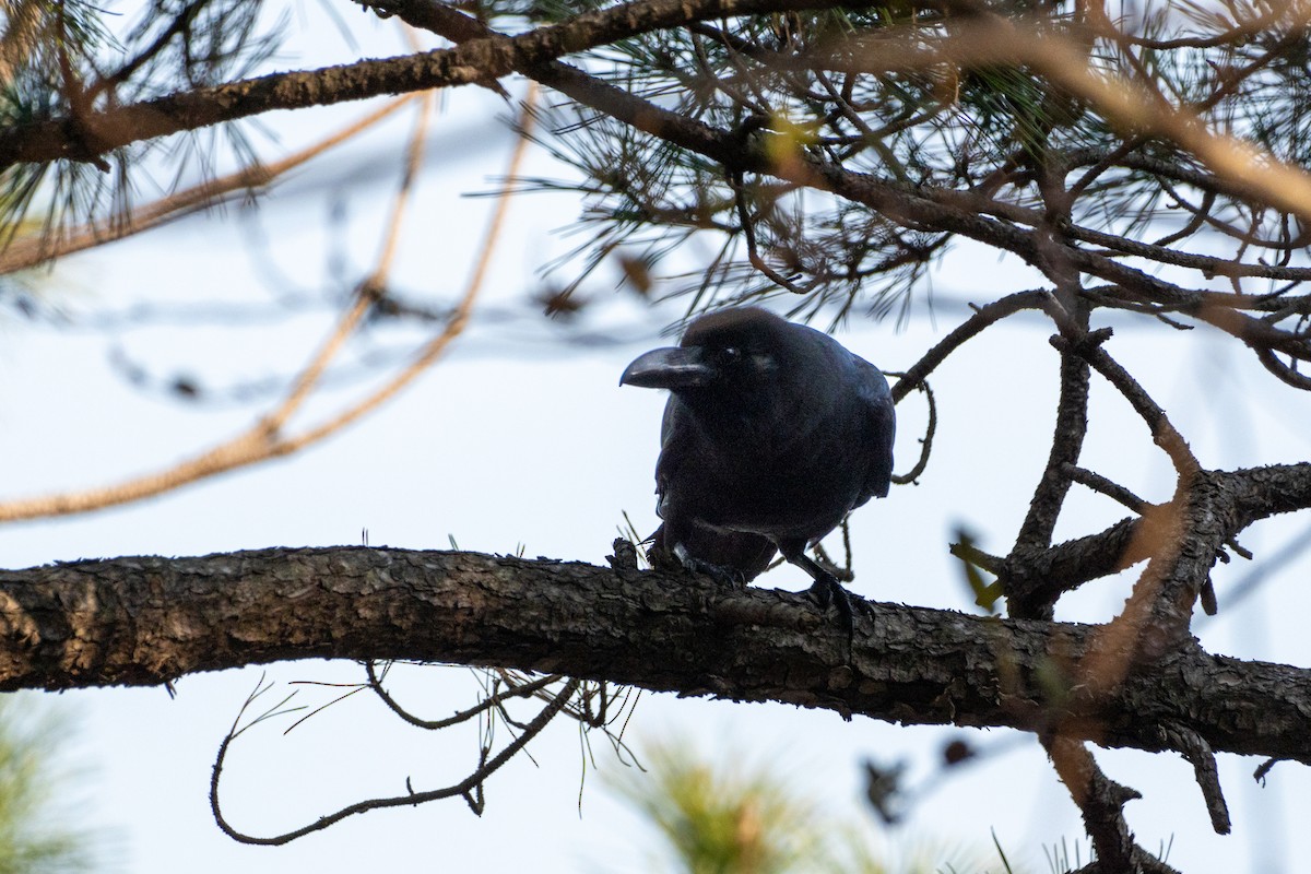 Large-billed Crow - Ashley Hopkins