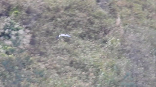 White-bellied Heron - ML615738253