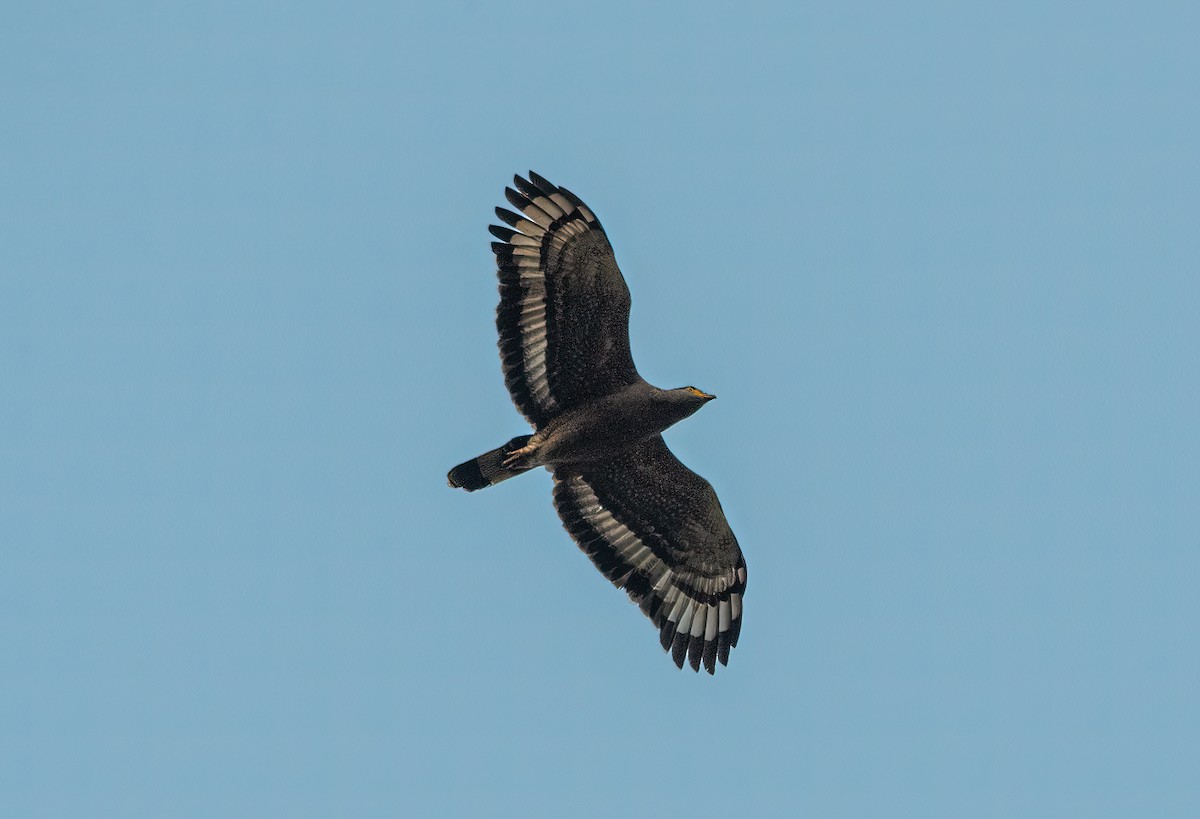 Crested Serpent-Eagle - ML615738395