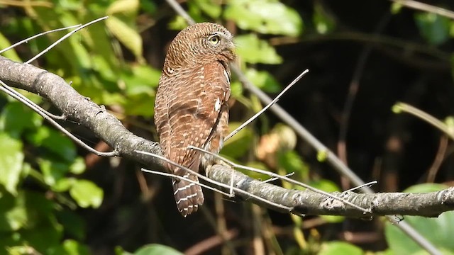 Asian Barred Owlet - ML615738632