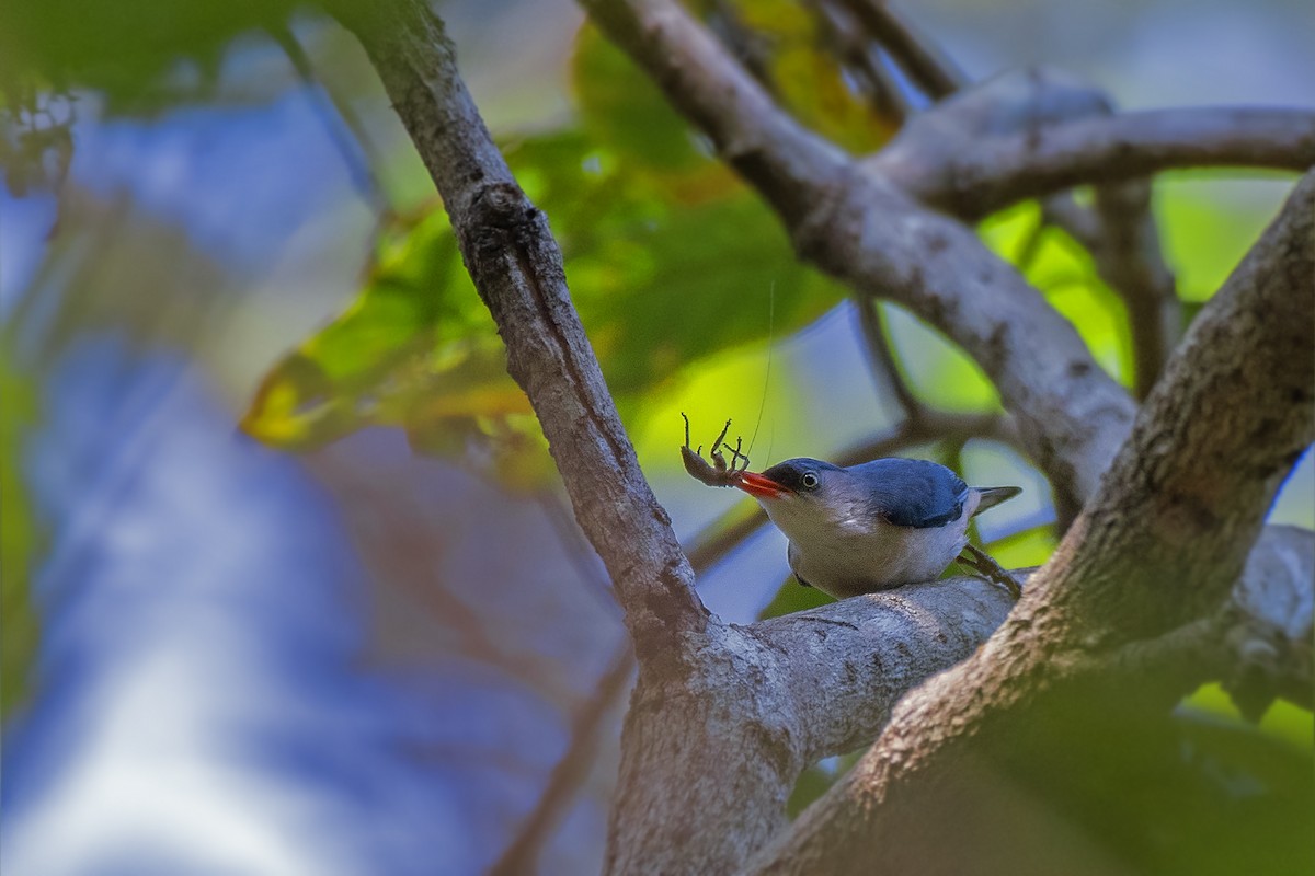 Velvet-fronted Nuthatch - ML615738651