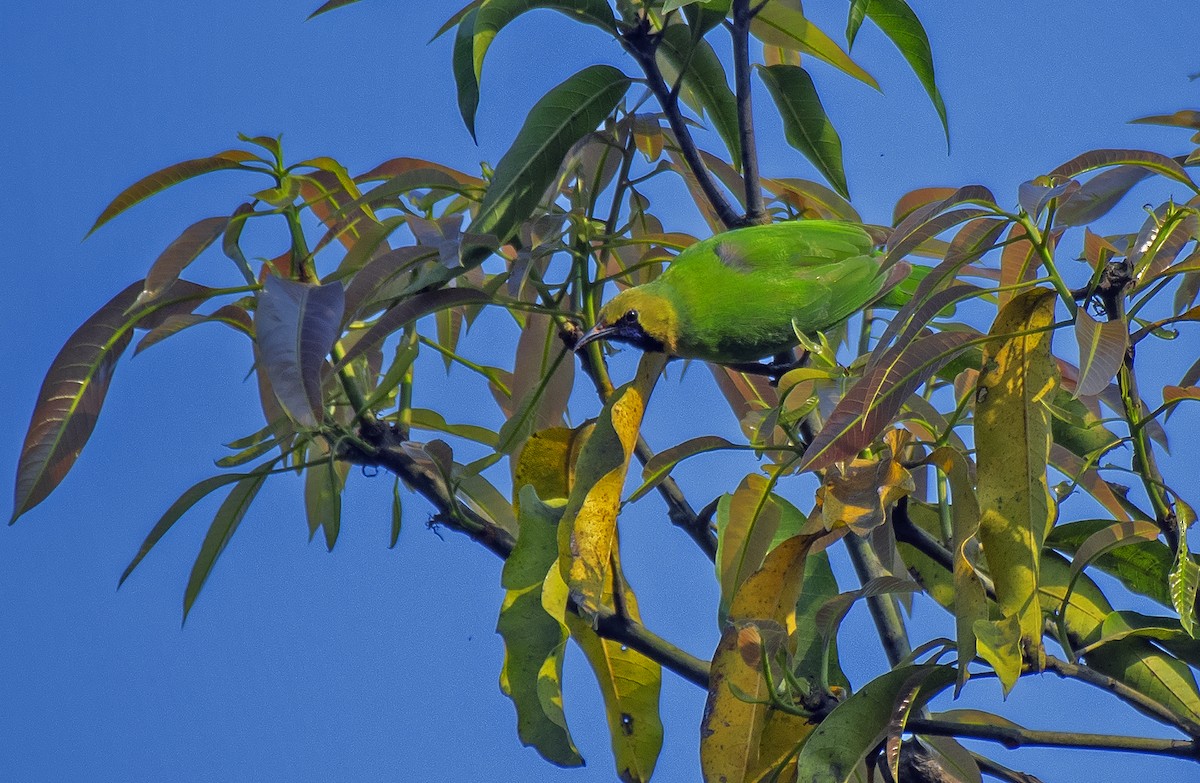 Jerdon's Leafbird - Kushankur Bhattacharyya