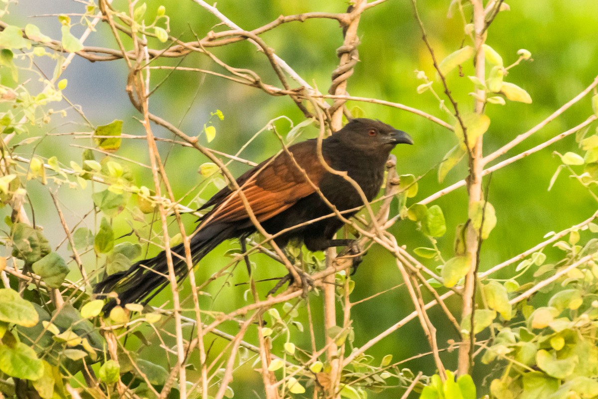 Greater Coucal (Southern) - ML615738714