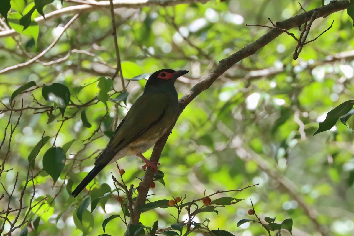 Australasian Figbird - ML615739056
