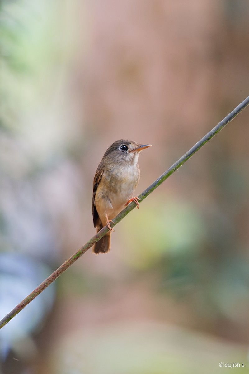 Brown-breasted Flycatcher - ML615739084