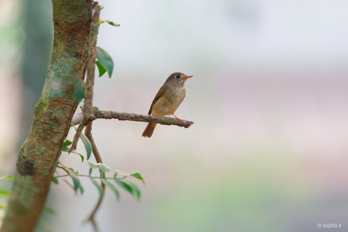 Brown-breasted Flycatcher - ML615739085