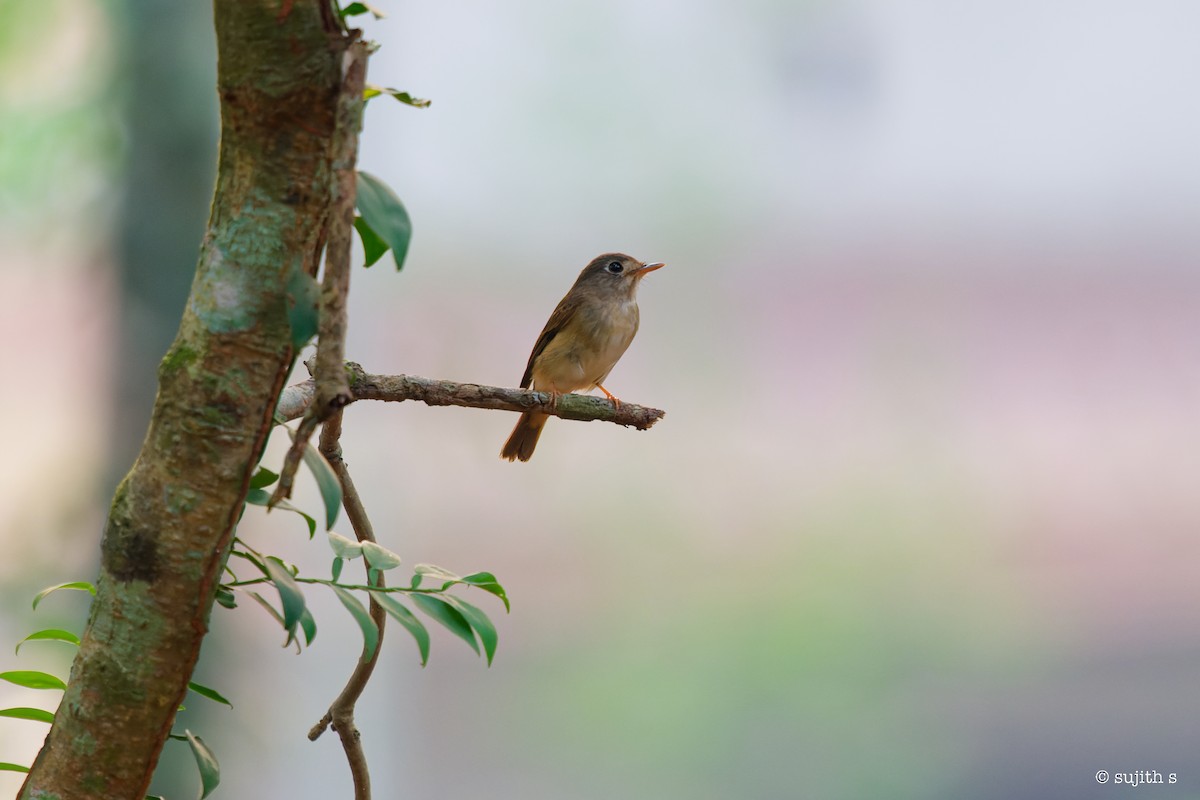 Brown-breasted Flycatcher - ML615739086