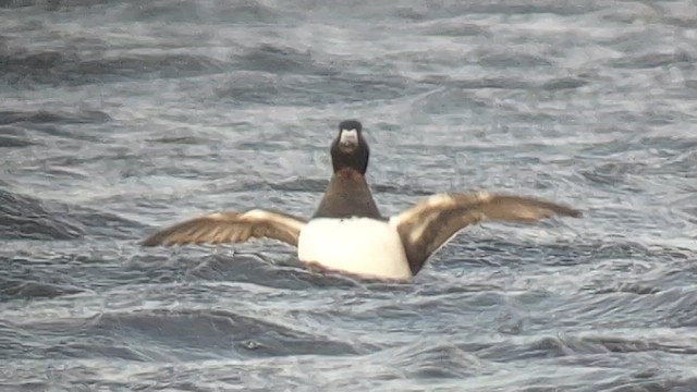 Ring-necked Duck - ML615739258